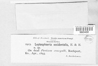 Leptosphaeria occidentalis image